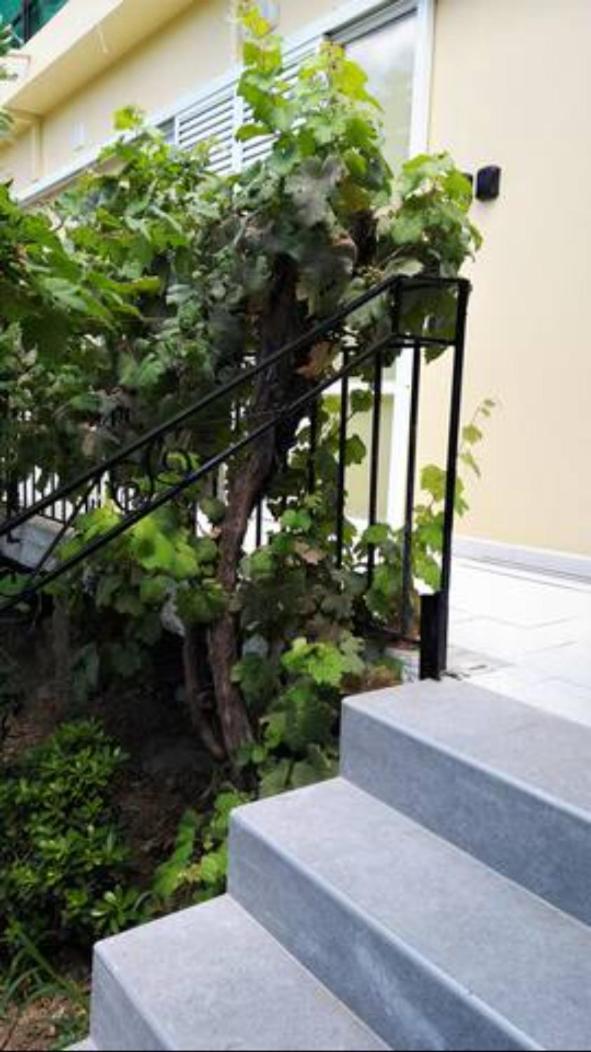 Apartament Les Amandiers The Almond Trees By Corfuescapes