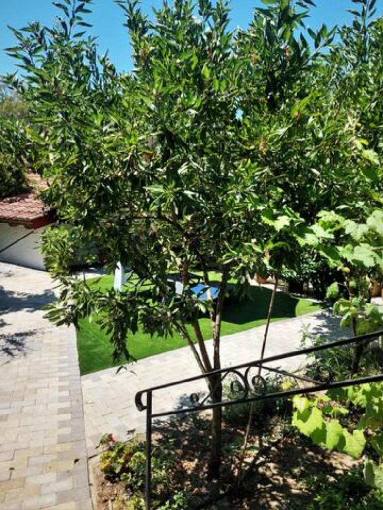 Les Amandiers The Almond Trees By Corfuescapes Apartment